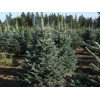 Ялиця субальпійська Арізоніка (Abies lasiocarpa 'Arizonica')/h 50-55