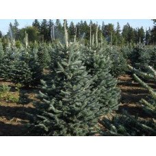 Ялиця субальпійська Арізоніка (Abies lasiocarpa 'Arizonica')/h 50-55