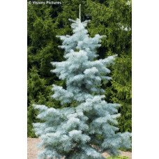 Ялиця одноколірна Віолеція (Abies concolor Violacea) h25-35