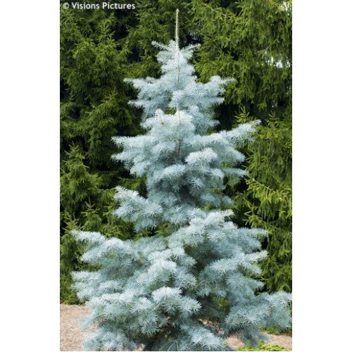 Ялиця одноколірна Віолеція (Abies concolor Violacea) h25-35