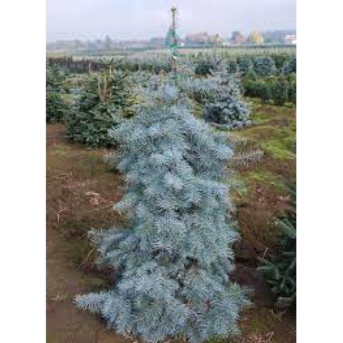 Ялиця одноцвітна 