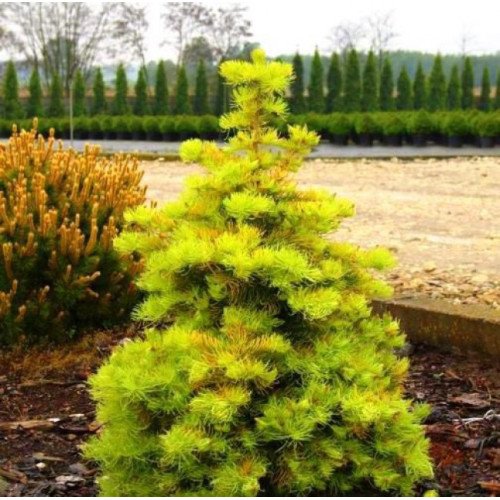 Ялиця одноколірна Вінтерголд Abies concolor Wintergold / h 30-40