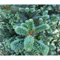 Ялиця фразера Блю Боннет  Abies fraseri Blue Bonnet/ h 50-65