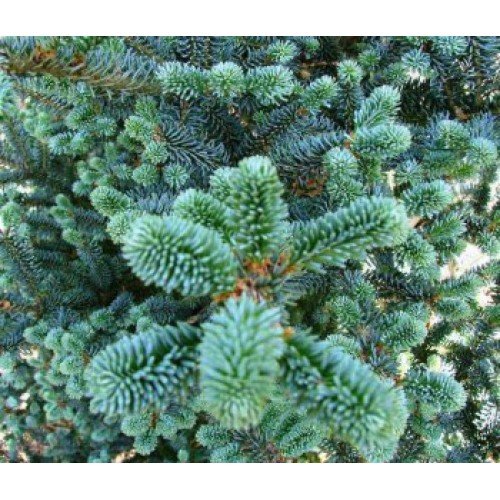 Ялиця фразера Блю Боннет  Abies fraseri Blue Bonnet/ h 50-65