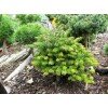 Ялиця Фрейзера Rawls, Abies Fraseri Rawls h 40x50