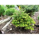 Ялиця Фрейзера Rawls, Abies Fraseri Rawls h 40x50