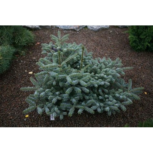 Ялиця корейська 