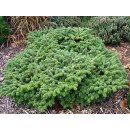 Ялиця корейська 