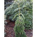 Ялиця нордмана Пендула  Abies nordmanniana Pendula/ h 60