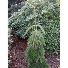Ялиця нордмана Пендула  Abies nordmanniana Pendula/ h 60
