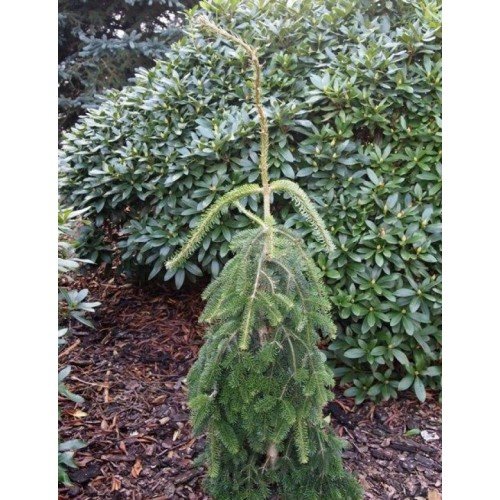 Ялиця нордмана Пендула  Abies nordmanniana Pendula/ h 60