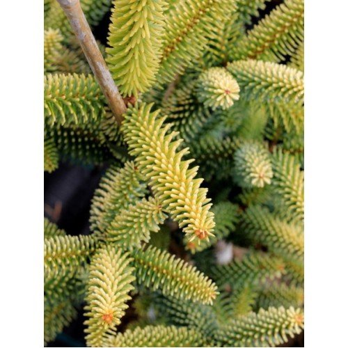 Ялиця іспанська 