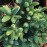 Abies pinsapo Fastigiata Ялиця іспанська 