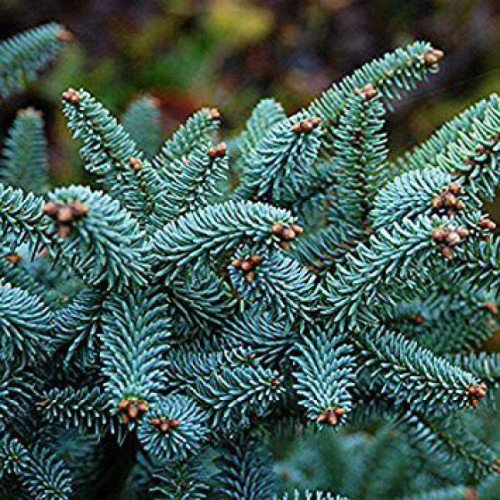 Ялиця іспанська Хорстман (Abies pinsapo Horstmann) h30-40