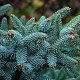 Ялиця іспанська Хорстман (Abies pinsapo Horstmann) h30-40