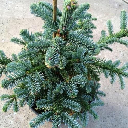 Ялиця благородна Обріггофен (Abies procera Obrighofen) h25-35