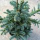 Ялиця благородна Обріггофен (Abies procera Obrighofen) h25-35