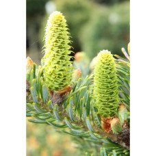 Ялиця корейська Блауер Пфіф  Abies koreana Blauer Pfiff / h 80