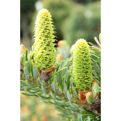 Ялиця корейська Блауер Пфіф  Abies koreana Blauer Pfiff / h 80