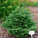 Ялиця корейська Діскус (Abies koreana Discus)/h50-75