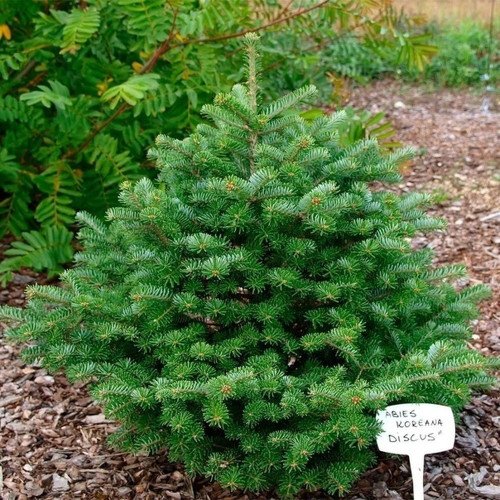 Ялиця корейська Діскус (Abies koreana Discus)/h50-75