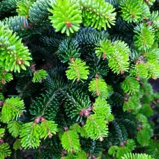 Ялиця нордмана Добріховіце Abies Dobrichovice /h 50-60 cont 20l