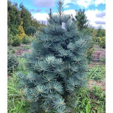 Ялиця одноколірна Компакта, Abies concolor Compacta h25-35