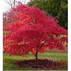 ’ Клен пальчастий 