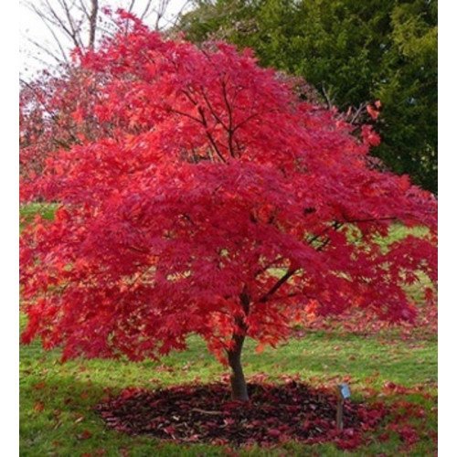 ’ Клен пальчастий 