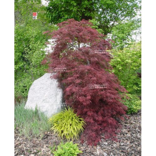 Клен пальмолистий 'Ака Шидаре' (Acer palmatum 'Aka Shidare') 120-140/35-50 С5