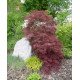 Клен пальмолистий 'Ака Шидаре' (Acer palmatum 'Aka Shidare') 120-140/35-50 С5