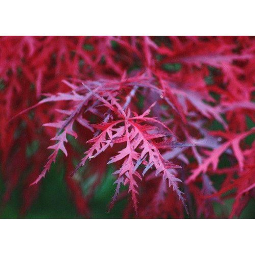 Клен пальмолистий 'Фаєркракер' PBR (Acer palmatum 'Firecracker' PBR) 140-170/25-40 С5