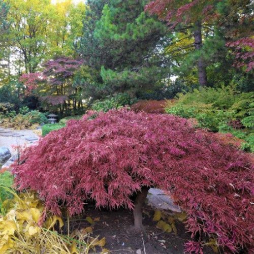 Клен пальмолистий 'Інаба-шидаре' (Acer palmatum 'Inaba-shidare') 45-75/40-60 С5