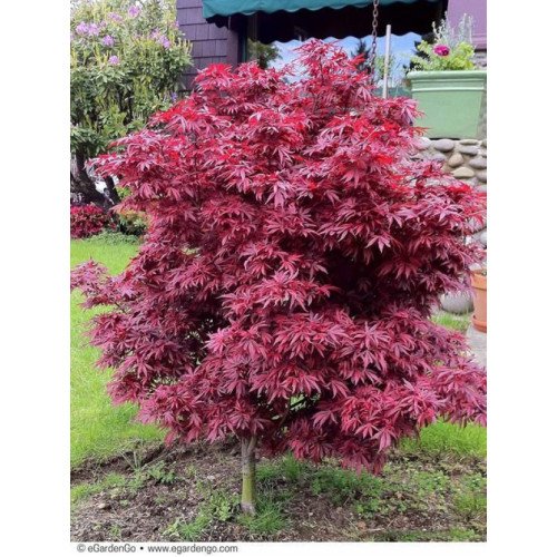 КЛЕН ПАЛЬМОЛИСТИЙ 'ШАІНА' Acer Palmatum Shaina / h 70-80