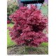 КЛЕН ПАЛЬМОЛИСТИЙ 'ШАІНА' Acer Palmatum Shaina / h 70-80