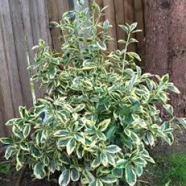 Бруслина/Бересклет японський Кеті. (Euonymus japonicus Kathy) stam 50 h 80