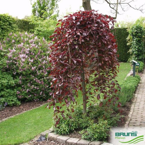 Fagus sylvatica 'Purpurea Pendula', Бук європейський 'Пурпуреа Пендула' штамб 170cm