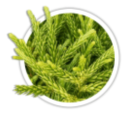 Криптомерія<br/><br/>