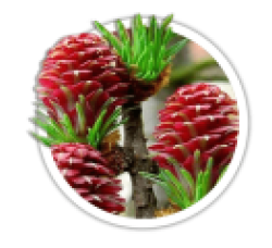 Модрина<br/><br/>