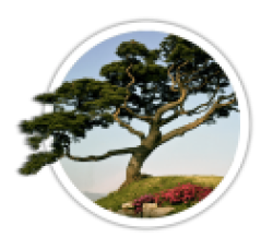 Сосна<br/><br/>