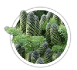 Ялиця<br/><br/>