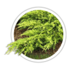 Ялівець<br/><br/>