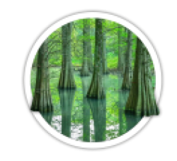 Таксодіум<br/><br/>