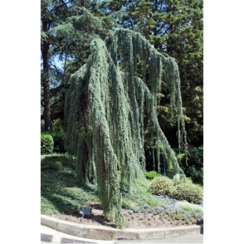 Кедр Ліванський 'Атлантіка Пендула' Cedrus libani 'Atlantica Pendula'  h 90-100