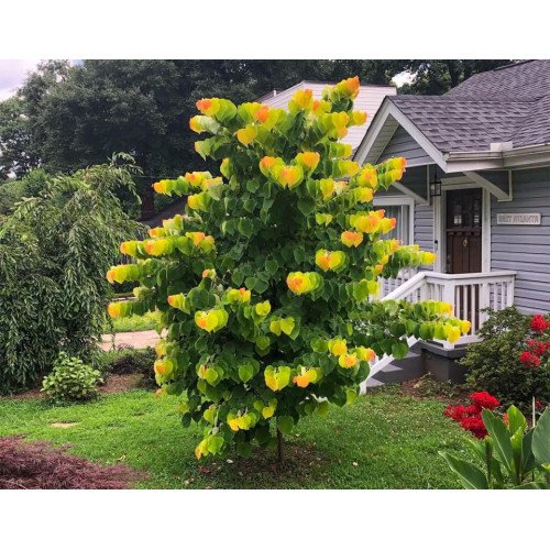 Церцис канадський 