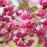 Церціс Канадський Пінк Пом Понс – Cercis Canadensis Pink Pom Poms /h 140-150