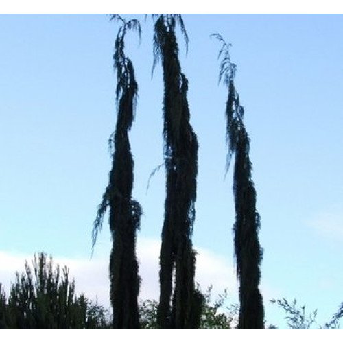 Кипарисовик нутканський Бойко Глітер Фолс Chamaecyparis nootkatensis Boyko's glitter falls /h40