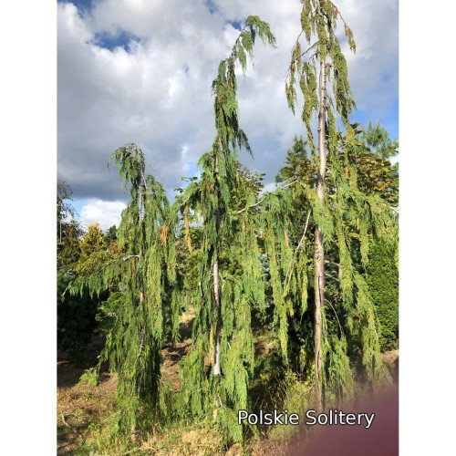 Кипарисовик Нутканський 