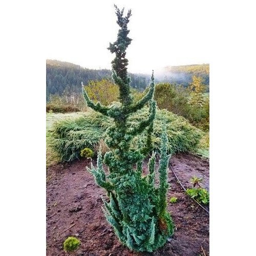 Кипарисовик Лавсона Вісселс Сагуаро Chamaecyparis lawsoniana Wissel’s Saguaro h 60-70