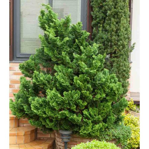 Кипарисовик Нана Грациліс “Chamaecyparis obtusa Nana Gracilis”